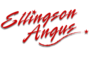 Ellingson Angus